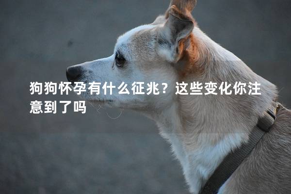 狗狗懷孕有什么征兆？這些變化你注意到了嗎
